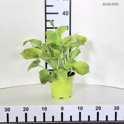 Hosta 'Mango Tango'