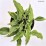 Hosta 'Sugar and Spice'