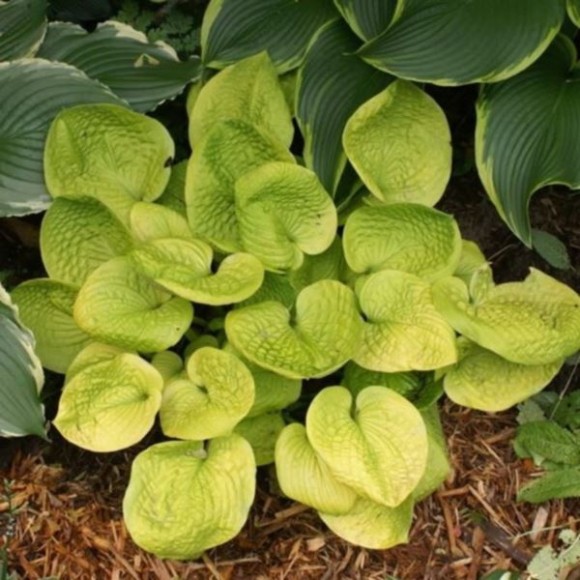 Hosta 'Maui Buttercups'