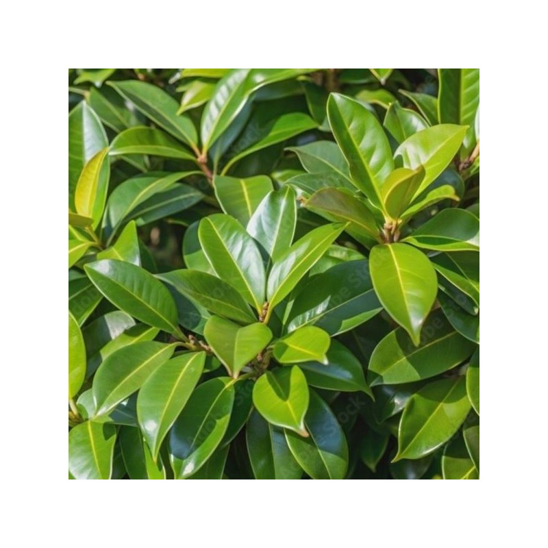 Prunus laurocerasus 'Rotundifolia'