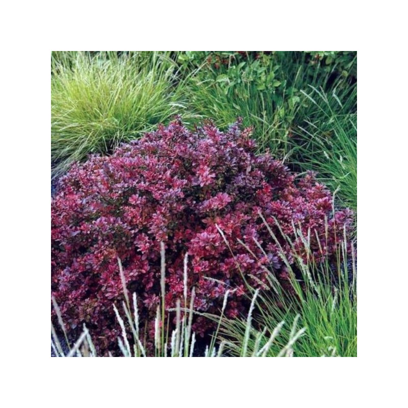 Berberis thunbergii 'Atropurpurea'