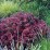 Berberis thunbergii 'Atropurpurea'