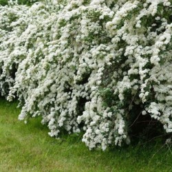 Spiraea ×arguta