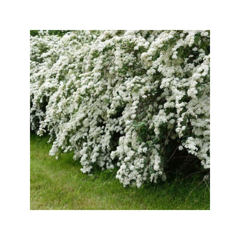 Spiraea ×arguta