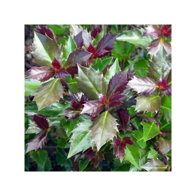 Ilex ×meserveae HECKENBLAU 'Hach 1' PBR