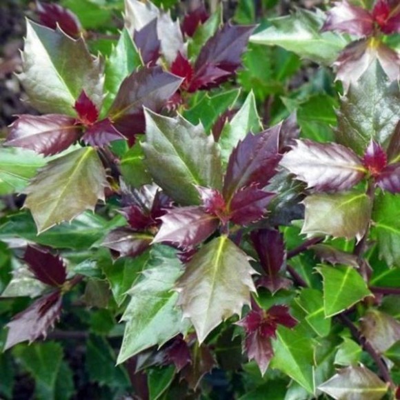 Ilex ×meserveae HECKENBLAU 'Hach 1' PBR
