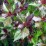 Ilex ×meserveae HECKENBLAU 'Hach 1' PBR