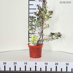 Ilex ×meserveae HECKENBLAU 'Hach 1' PBR