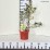 Ilex ×meserveae HECKENBLAU 'Hach 1' PBR