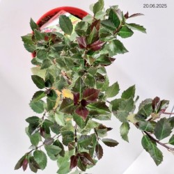 Ilex ×meserveae HECKENBLAU 'Hach 1' PBR