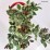 Ilex ×meserveae HECKENBLAU 'Hach 1' PBR
