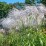 Miscanthus sinensis 'Memory'