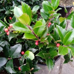 Ilex ×meserveae BLUE MAID...
