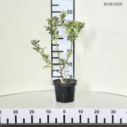 Ilex ×meserveae BLUE MAID 'Mesid'