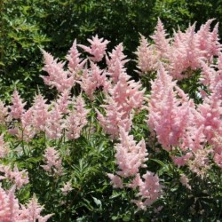 Astilbe 'Koblenz'