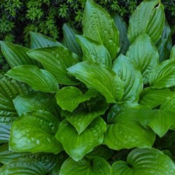 Hosta 'Devon Green'