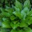 Hosta 'Devon Green'
