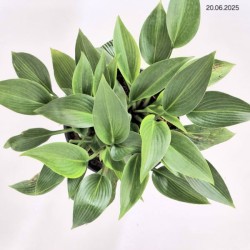 Hosta 'Devon Green'