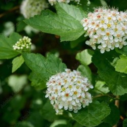 Spiraea betulifolia 'Tor'