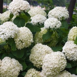 Hydrangea ar. STRONG...