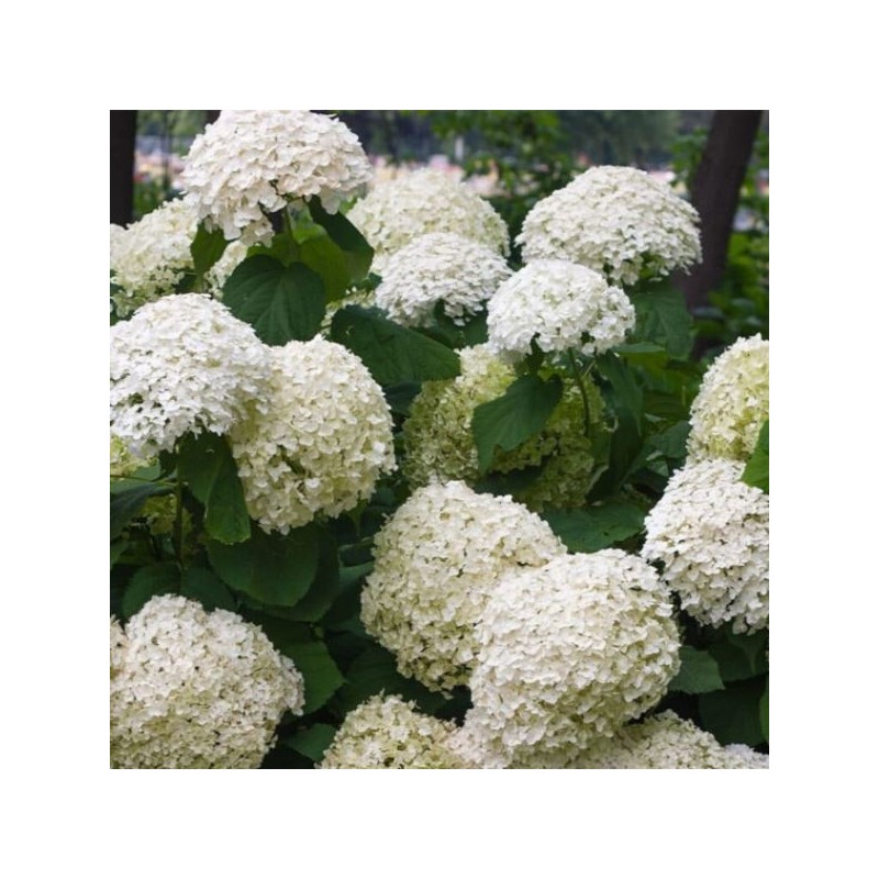 Hydrangea ar. STRONG ANNABELLE 'Abetwo'PBR