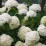 Hydrangea ar. STRONG ANNABELLE 'Abetwo'PBR