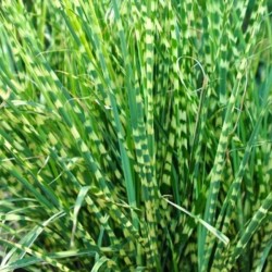 Miscanthus sinensis 'Little...