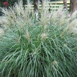 Miscanthus sinensis 'Adagio'