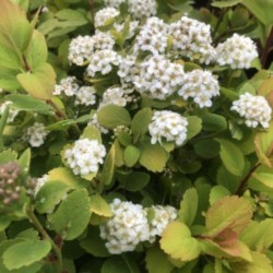 Spiraea betulifolia 'Tor...
