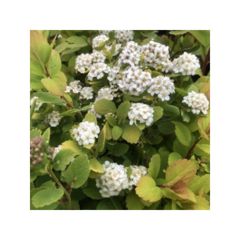 Spiraea betulifolia 'Tor Gold' PBR