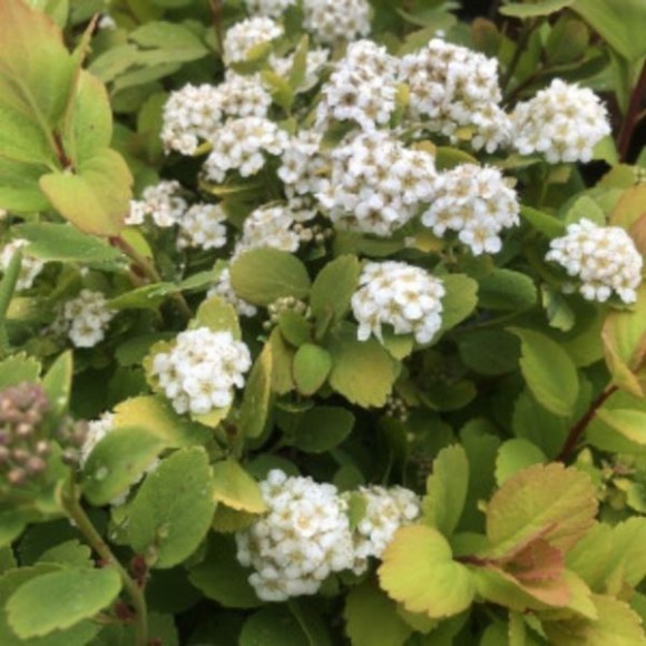 Spiraea betulifolia 'Tor Gold' PBR