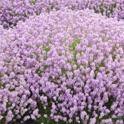 Lavandula angustifolia 'Rosea'