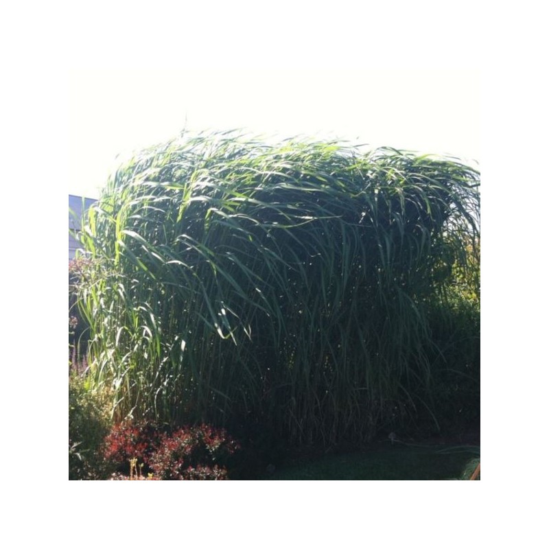 Miscanthus ×giganteus