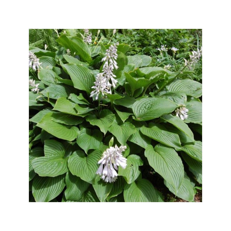 Hosta sieboldiana