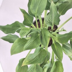 Hosta sieboldiana