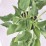 Hosta sieboldiana