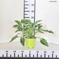 Hosta sieboldiana