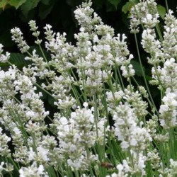Lavandula angustifolia ‘Alba'