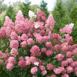 Hydrangea p. 'Pink Lady'