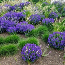 Salvia nemorosa 'Mainacht'