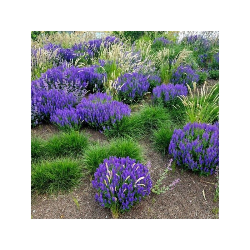 Salvia nemorosa 'Mainacht'