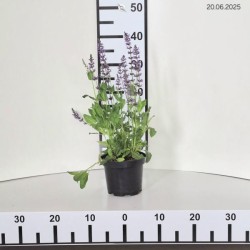 Salvia nemorosa 'Mainacht'