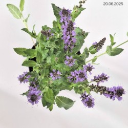 Salvia nemorosa 'Mainacht'