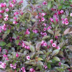 Weigela florida 'Tango'