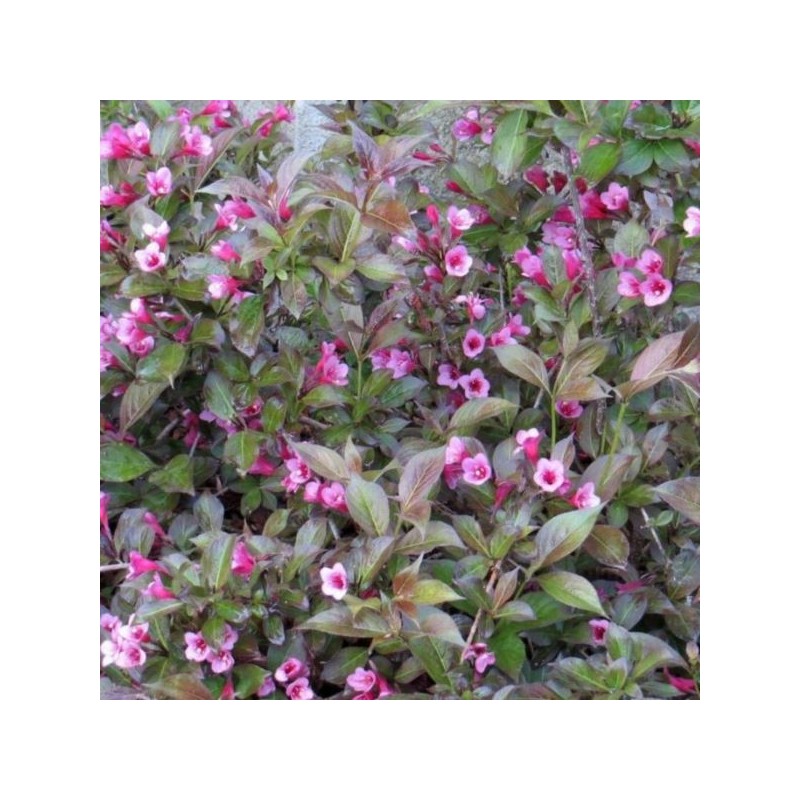 Weigela florida 'Tango'