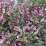 Weigela florida 'Tango'