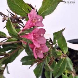 Weigela florida 'Tango'