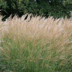 Miscanthus sinensis 'Yaku...