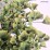 Ginkgo biloba 'Troll'
