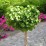 Ginkgo biloba 'Troll'